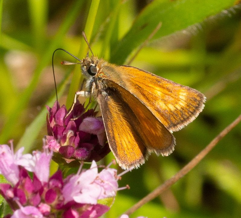 Lulworth Skipper - Keith Winch Lulworth Skipper - Keith Winch
