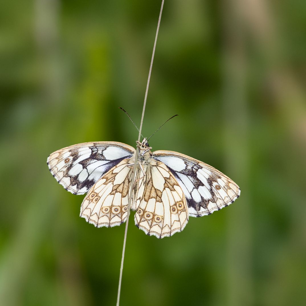 Marbled White - Colin Meager Marbled White - Colin Meager