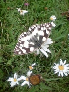 Marbled White - Paul Busby Marbled White - Paul Busby