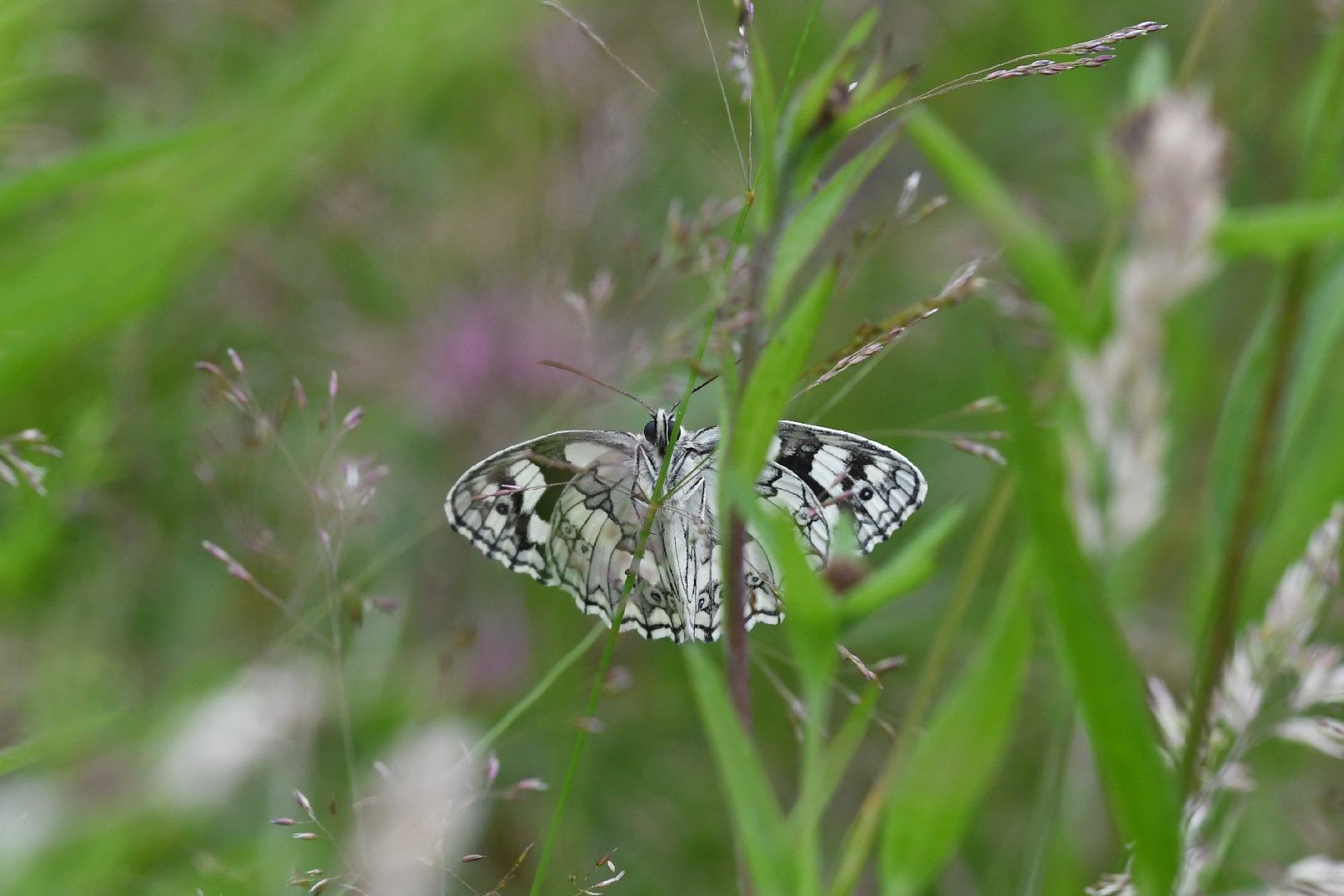 Marbled White - Matt Lilley Marbled White - Matt Lilley