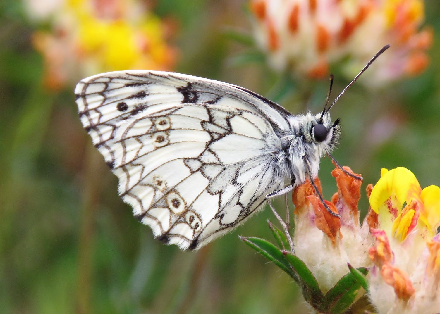 Marbled White - Chris Barnes Marbled White - Chris Barnes