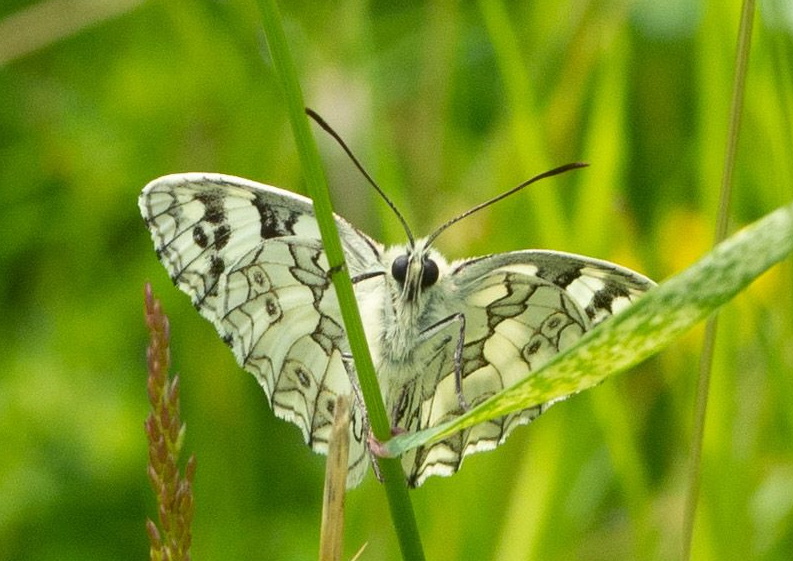 Marbled White - Keith Winch Marbled White - Keith Winch
