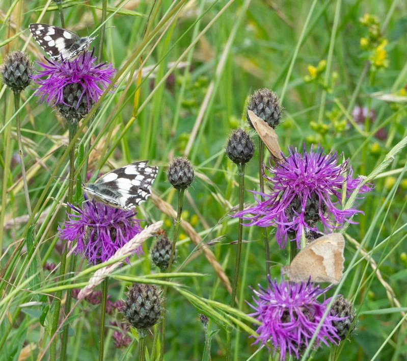 Marbled Whites & Meadow Browns - Keith Winch Marbled Whites & Meadow Browns - Keith Winch