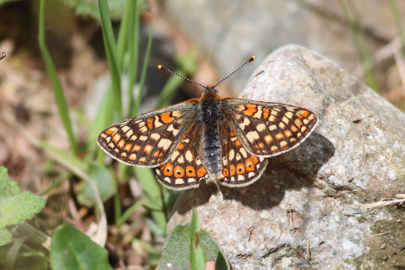 Marsh Fritillary - Martin Taylor Marsh Fritillary - Martin Taylor