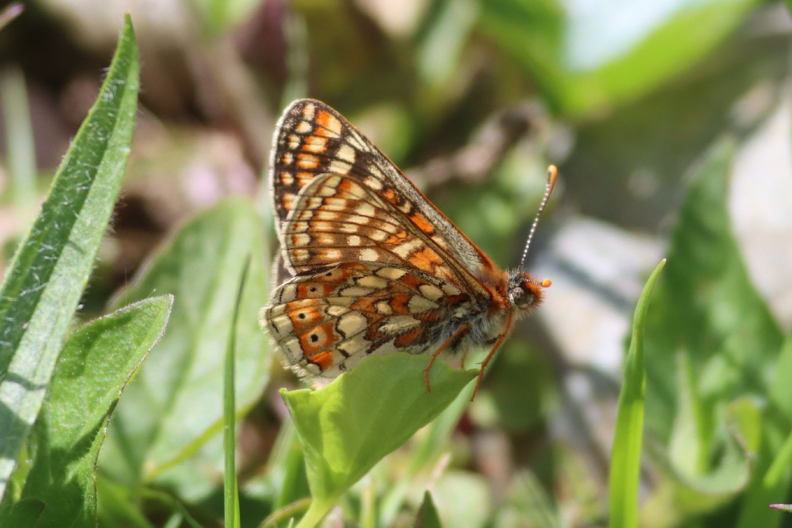 Marsh Fritillary - Martin Taylor Marsh Fritillary - Martin Taylor