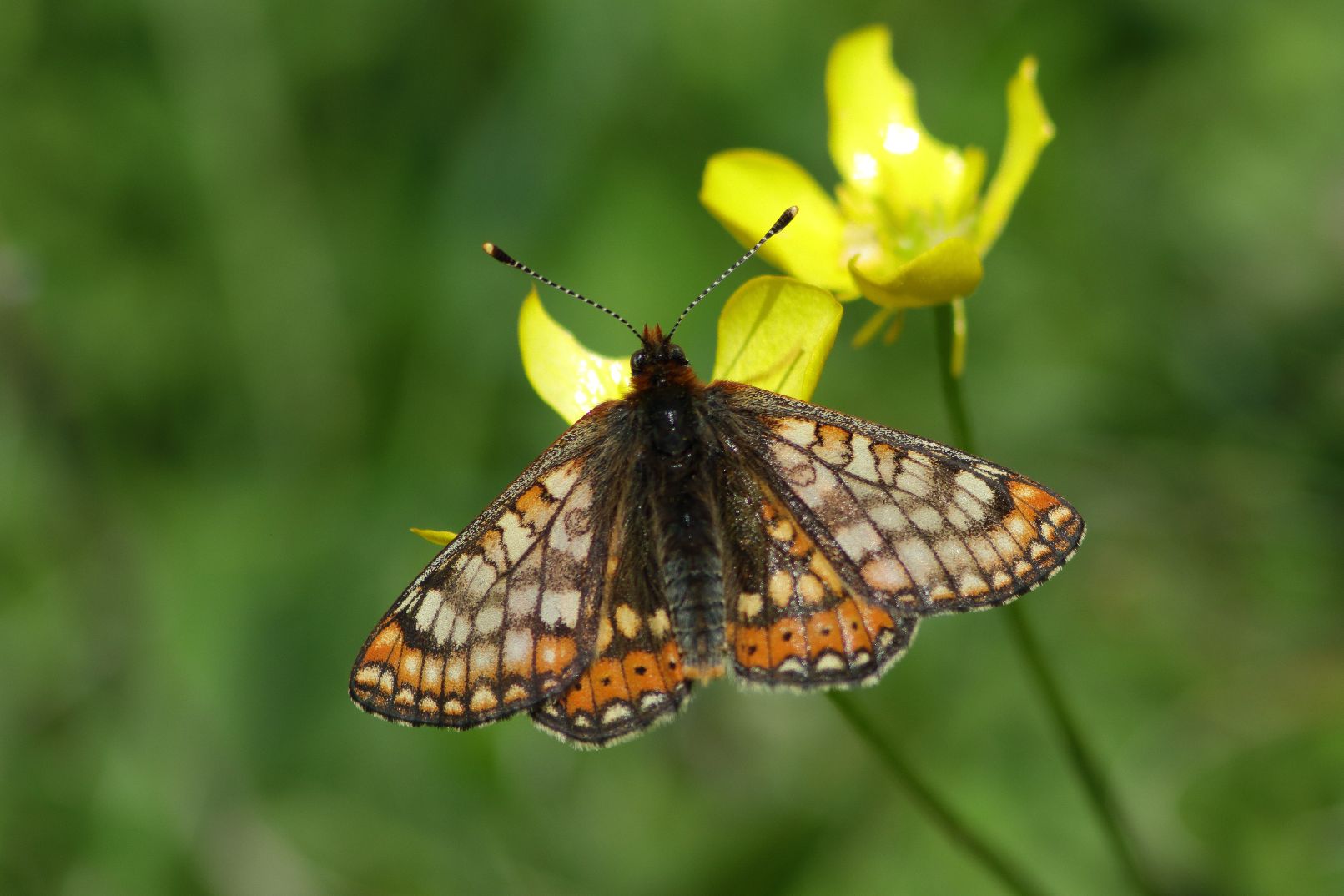 Marsh Fritillary - Haydn Matthews Marsh Fritillary - Haydn Matthews