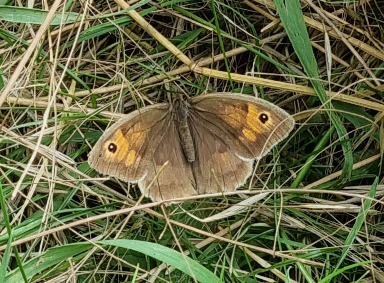 Meadow Brown - Lizzy Poll Meadow Brown - Lizzy Poll