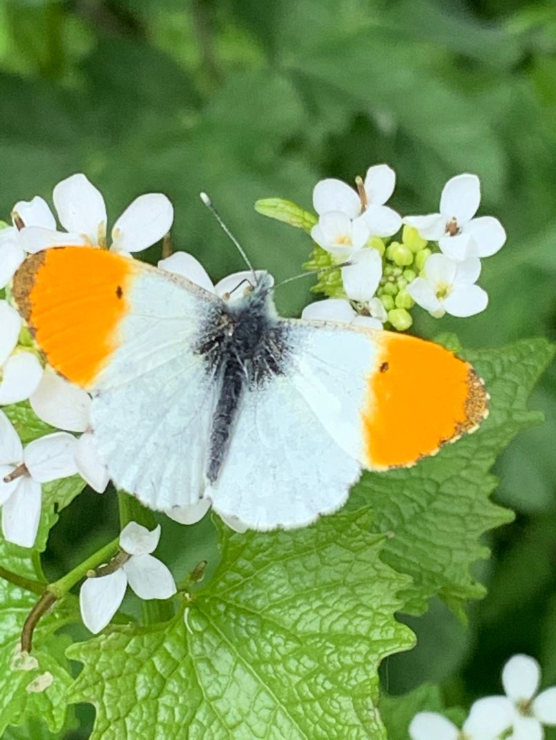 Orange-tip - Dee Cullen Orange-tip - Dee Cullen
