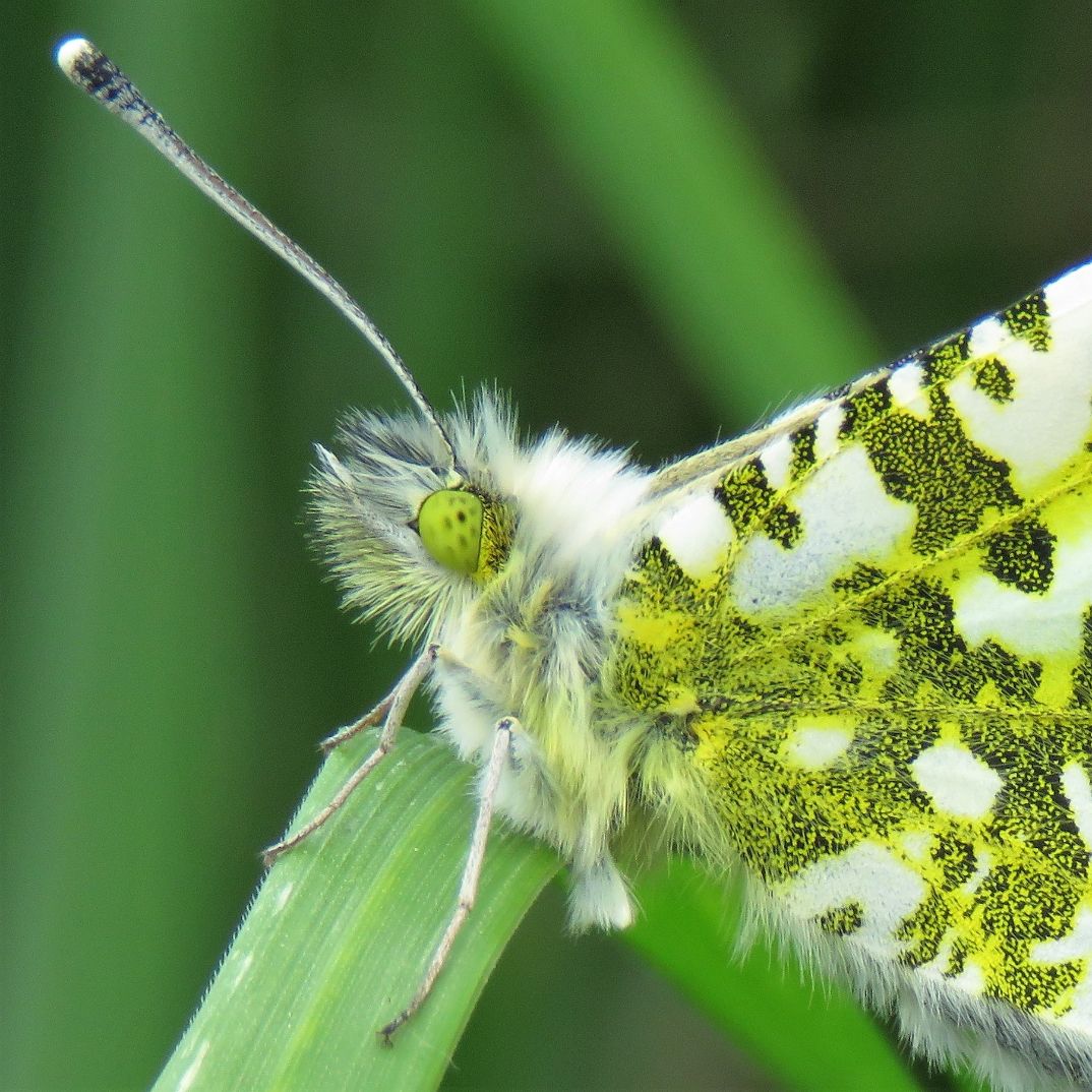 Orange-tip - Chris Barnes Orange-tip - Chris Barnes