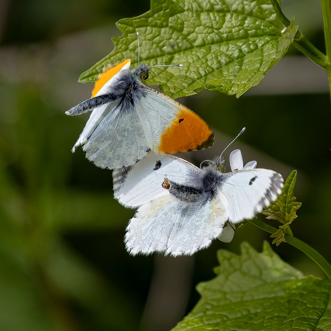 Orange-tip pair - Ian Small