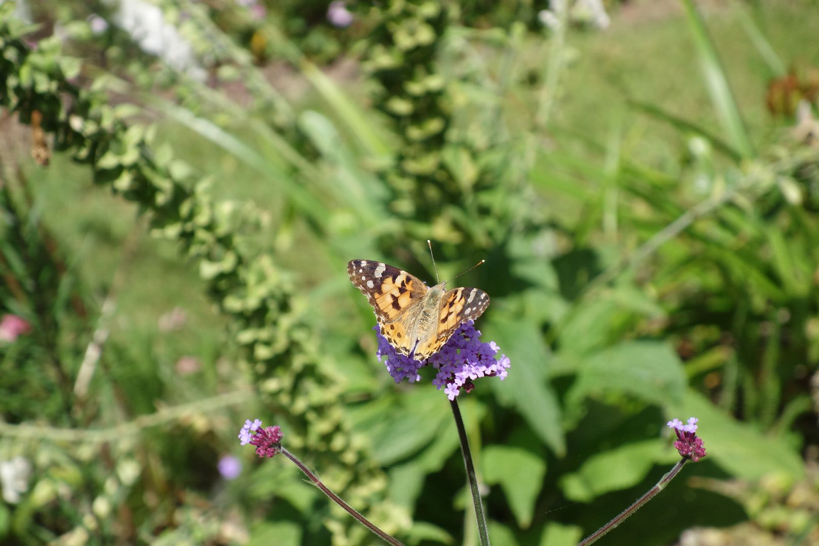 Painted Lady - Tim Streeton Painted Lady - Tim Streeton