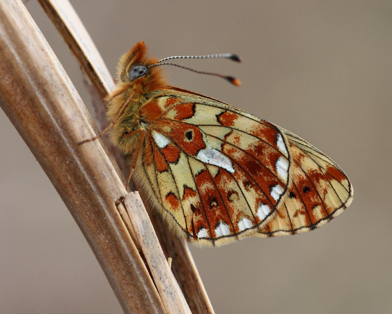 Pearl-bordered Fritillary - Miles Attenborough Pearl-bordered Fritillary - Miles Attenborough