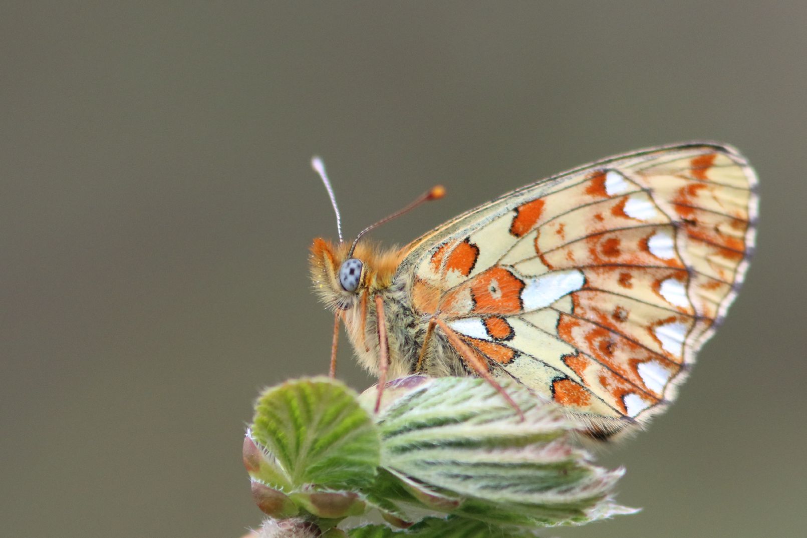 Pearl-bordered Fritillary - Haydn Matthews Pearl-bordered