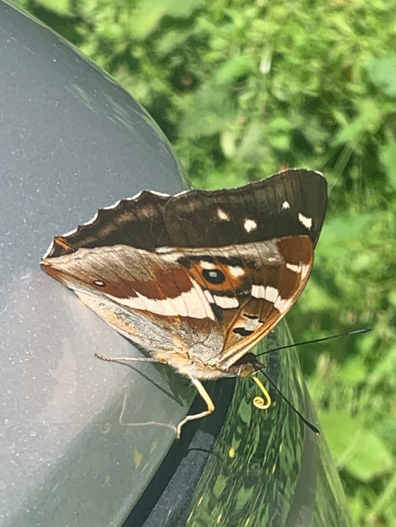 Purple Emperor - Dee Cullen Purple Emperor - Dee Cullen