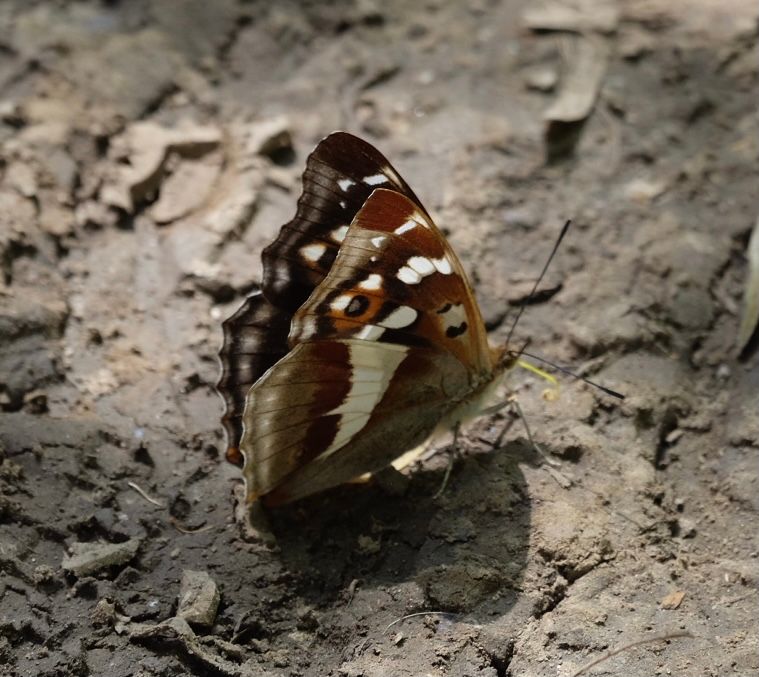 Purple Emperor - Dee Cullen Purple Emperor - Dee Cullen