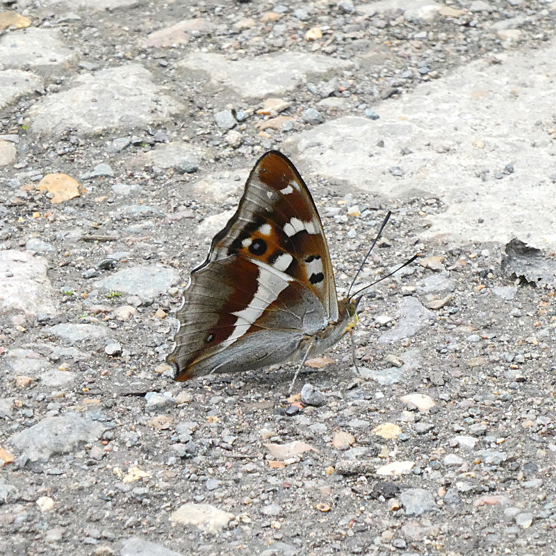 Purple Emperor - Peter Clarke Purple Emperor - Peter Clarke