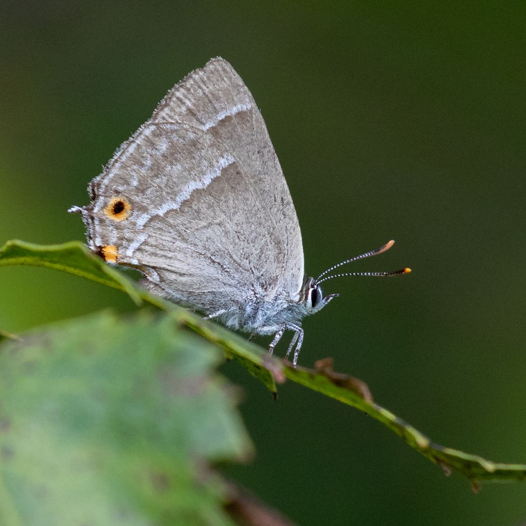 Purple Hairstreak - Colin Meager Purple Hairstreak - Colin Meager