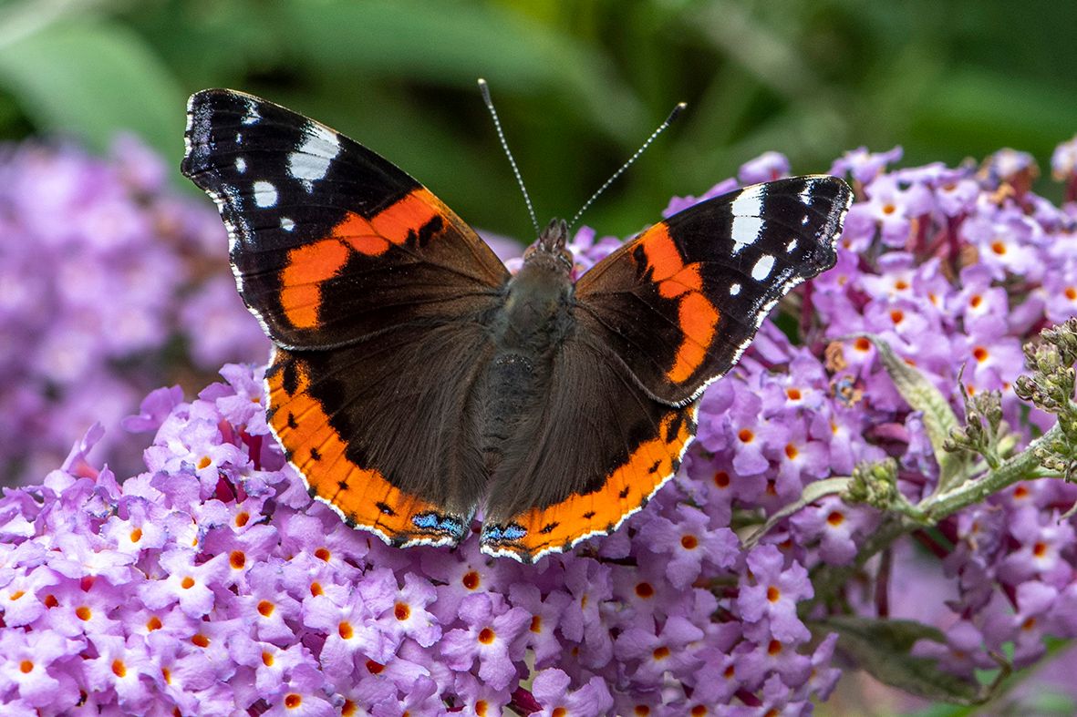 Red Admiral - Bob Clift Red Admiral - Bob Clift