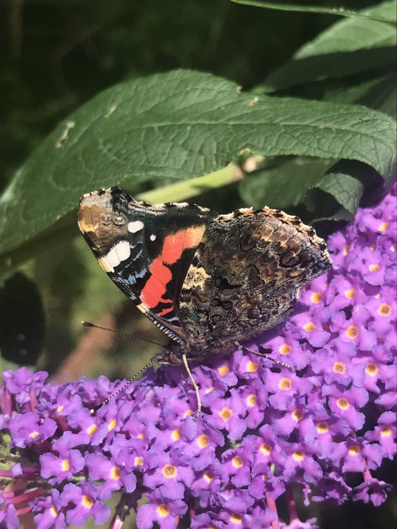 Red Admiral - Natalie Brimson Red Admiral - Natalie Brimson