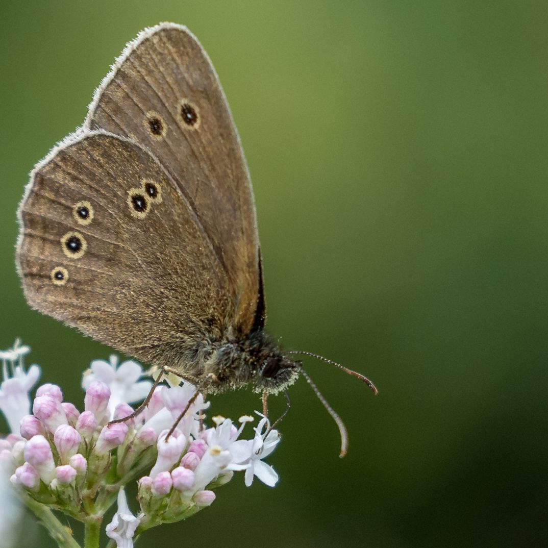 Ringlet - Colin Meager Ringlet - Colin Meager