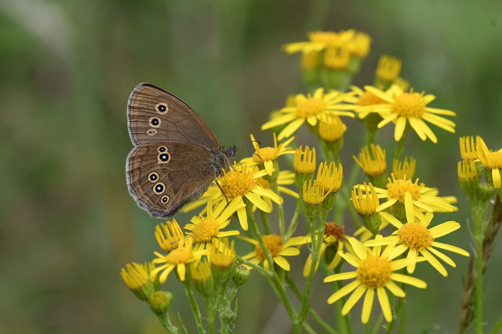 Ringlet - Matt Lilley Ringlet - Matt Lilley