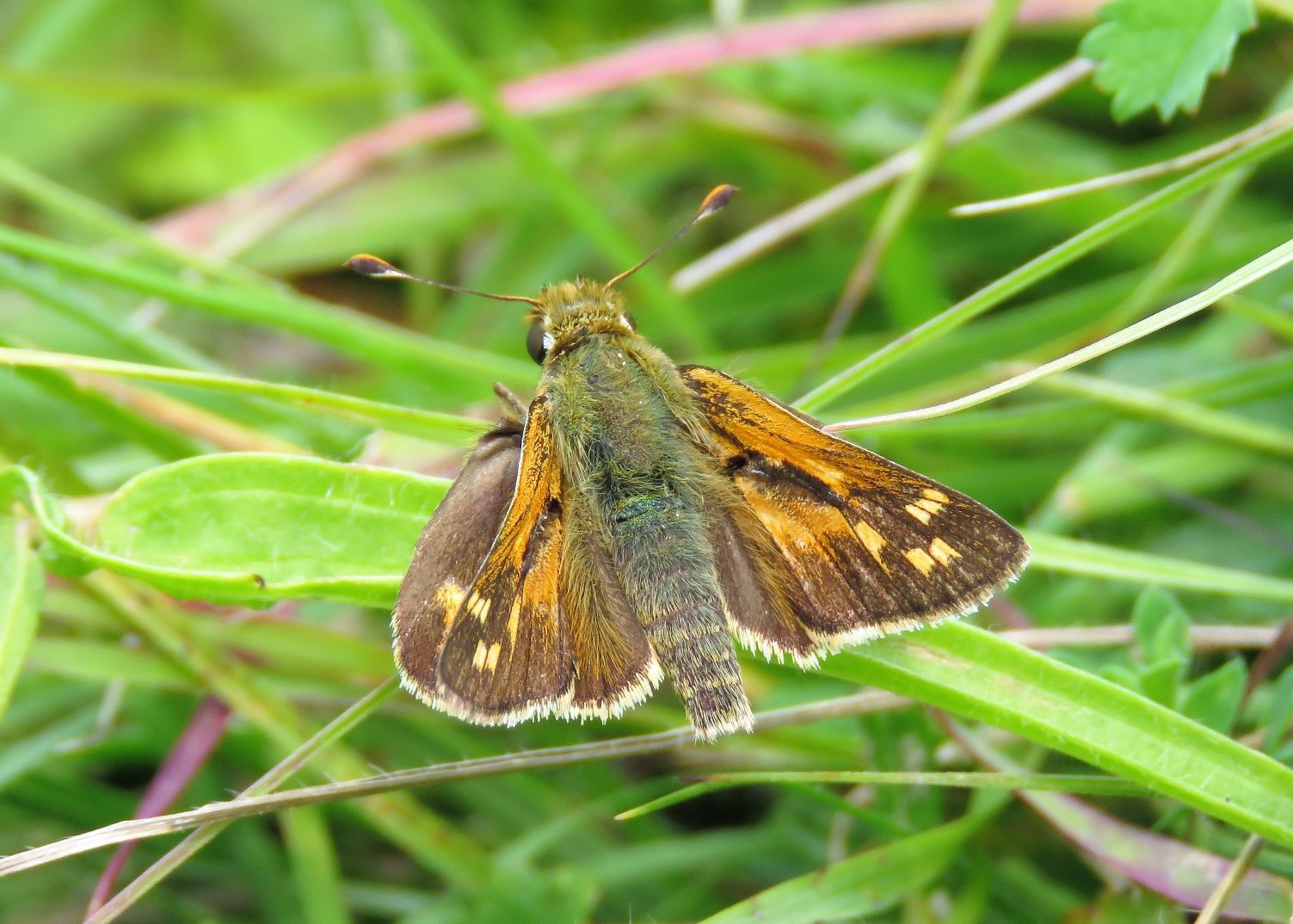 Silver-spotted Skipper - Chris Barnes Silver-spotted Skipper - Chris Barnes