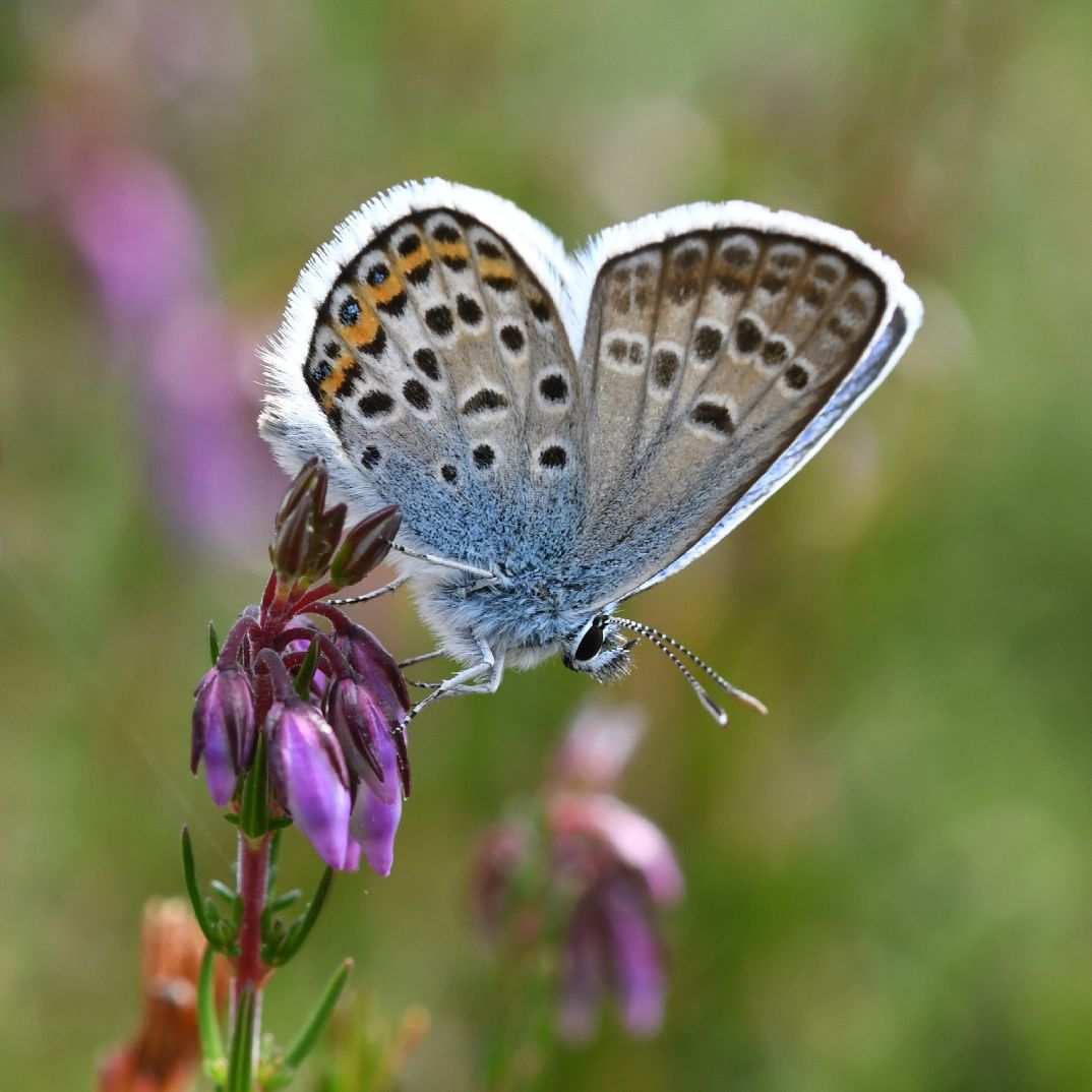 Silver-studded Blue - Matt Lilley Silver-studded Blue - Matt Lilley