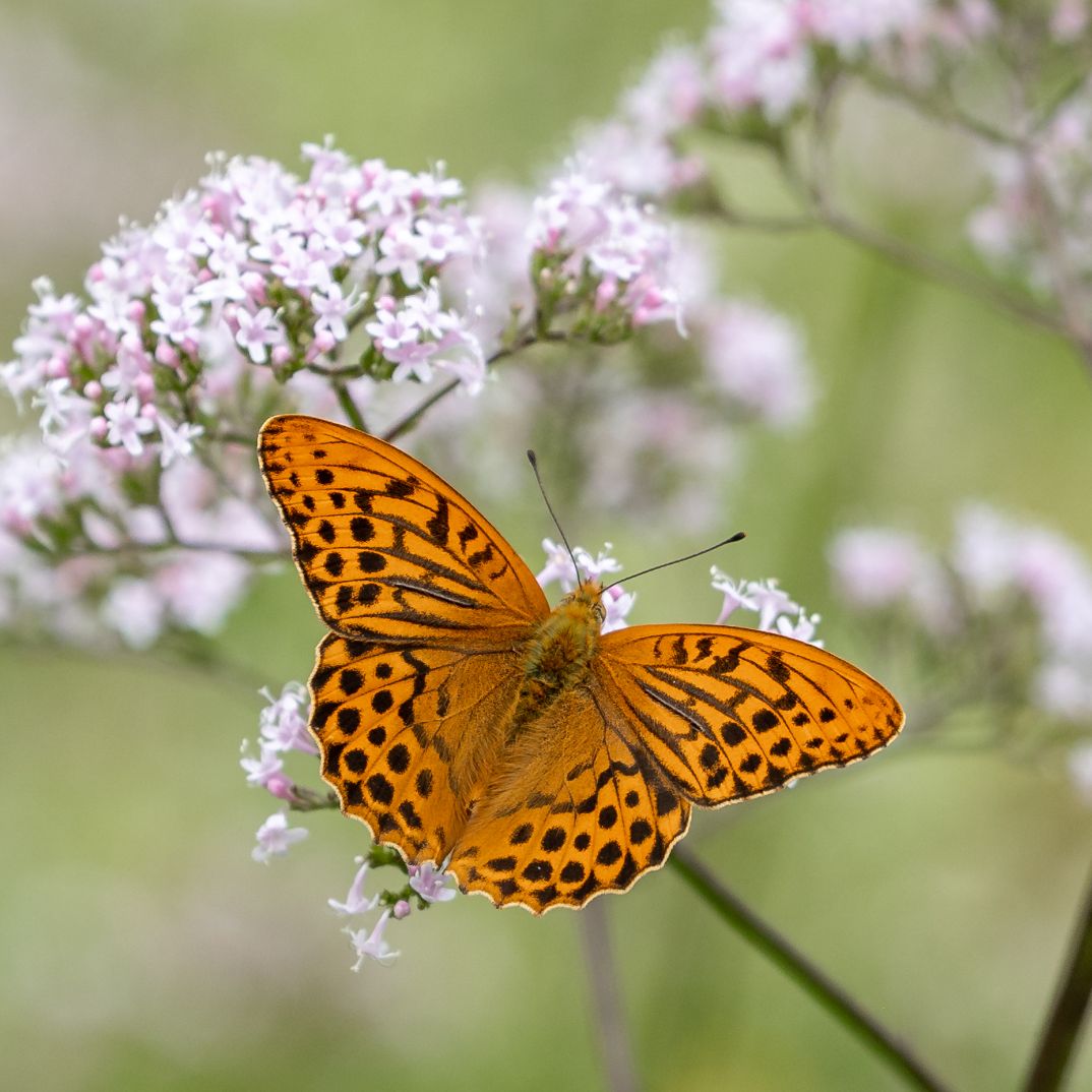 Silver-washed Fritillary - Colin Meager Silver-washed Fritillary - Colin Meager