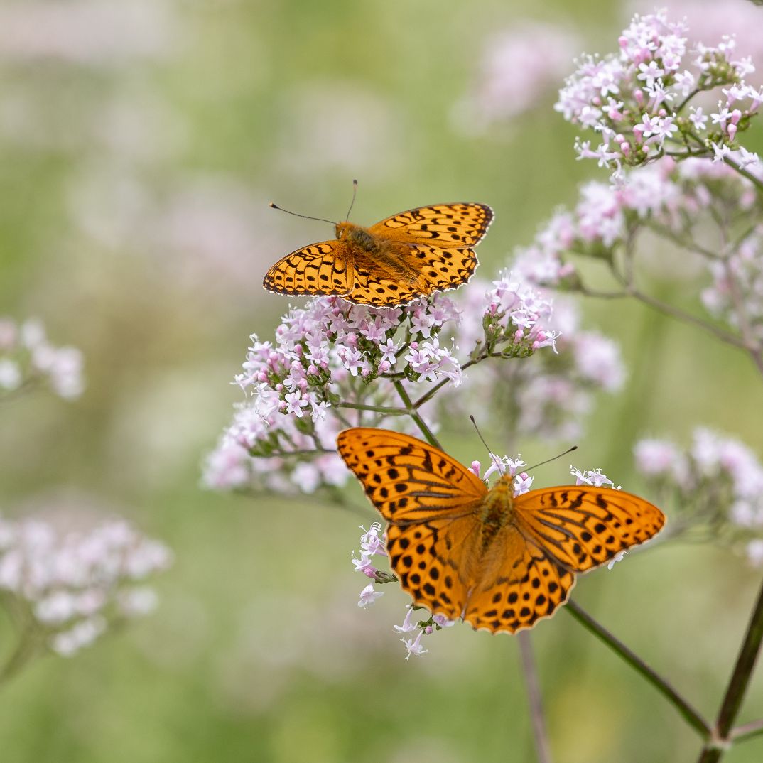 Silver-washed Fritillary & Dark Green Fritillary - Colin Meager Silver-washed Fritillary & Dark Green Fritillary - Colin Meager