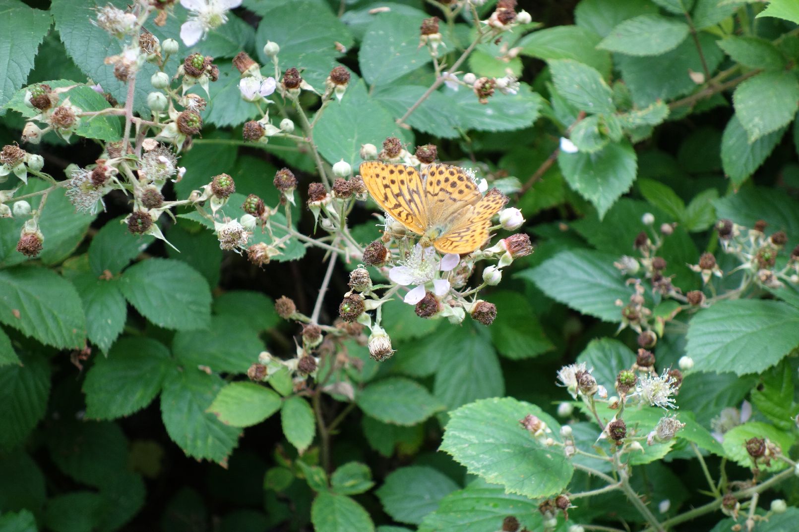 Silver-washed Fritillary - Tim Streeton Silver-washed Fritillary - Tim Streeton