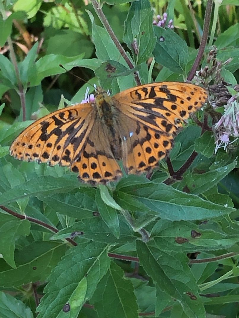 Silver-washed Fritillary - Malcolm Hull Silver-washed Fritillary - Malcolm Hull