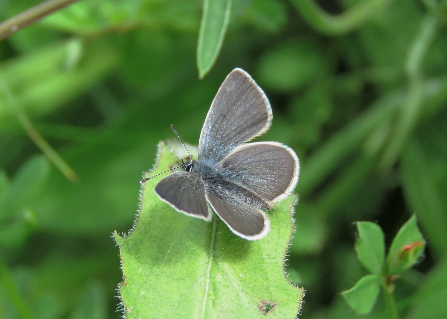 Small Blue - Chris Barnes Small Blue - Chris Barnes