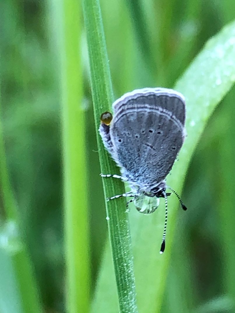 Small Blue dripping - Malcolm Hull Small Blue dripping - Malcolm Hull