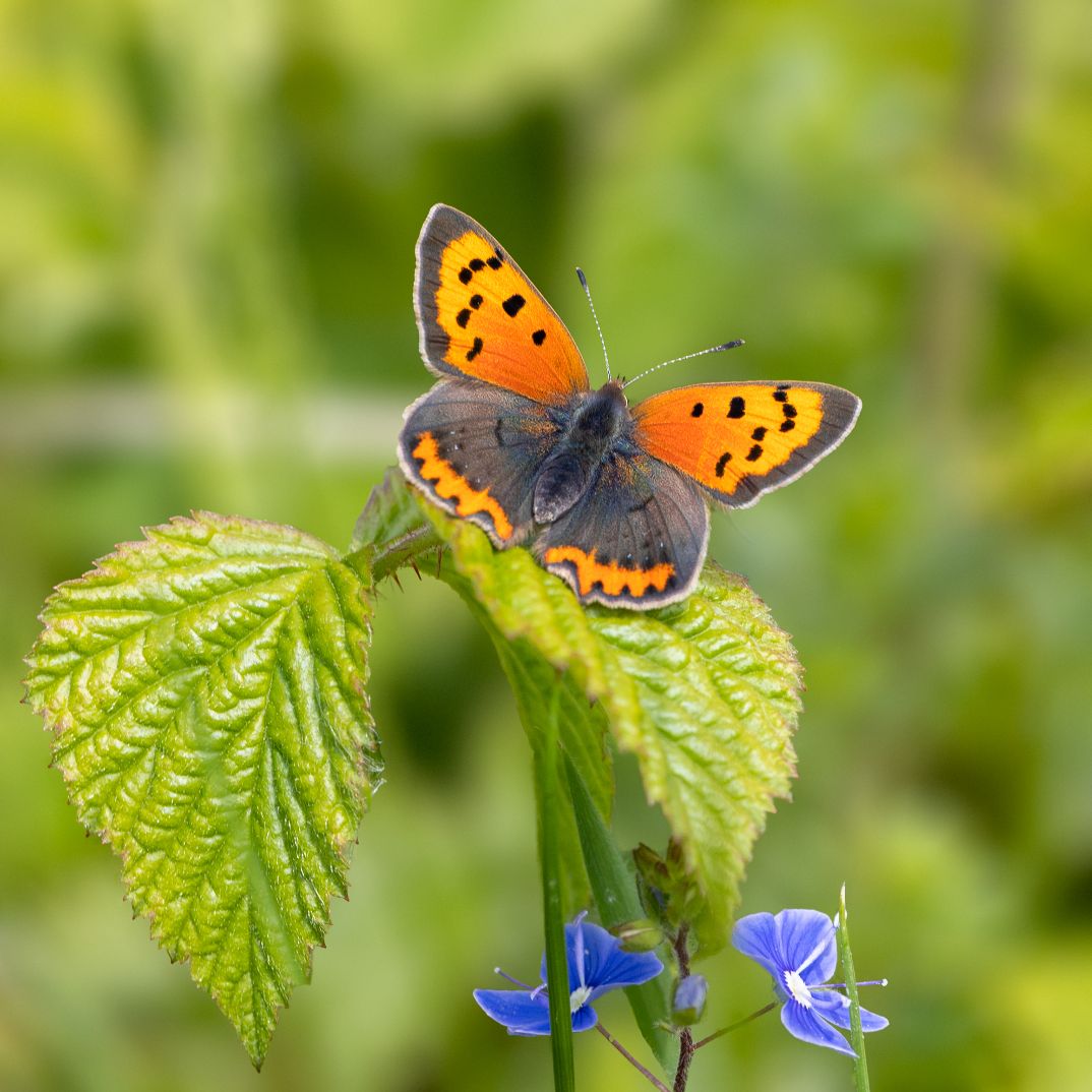 Small Copper - Colin Meager Small Copper - Colin Meager