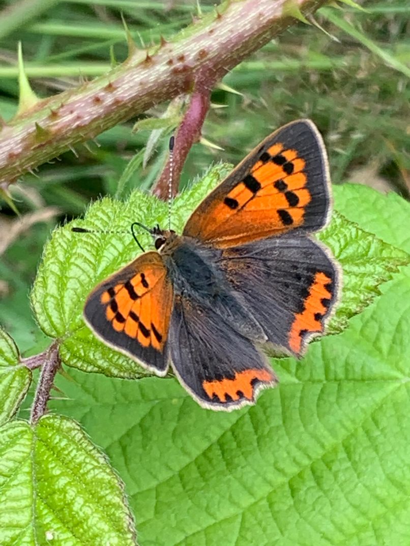 Small Copper - Dee Cullen Small Copper - Dee Cullen