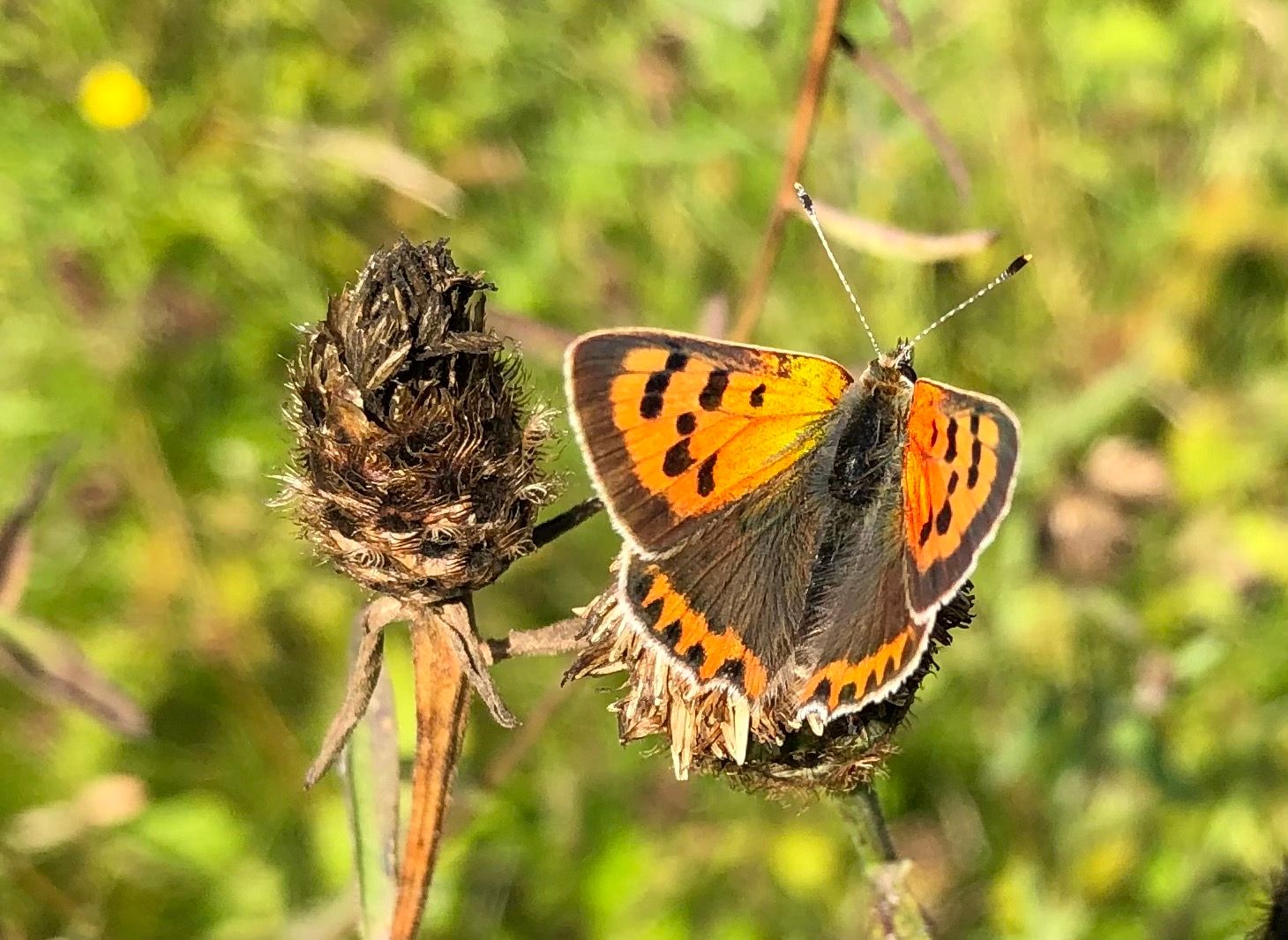 Small Copper - Fiona Davis Small Copper - Fiona Davis