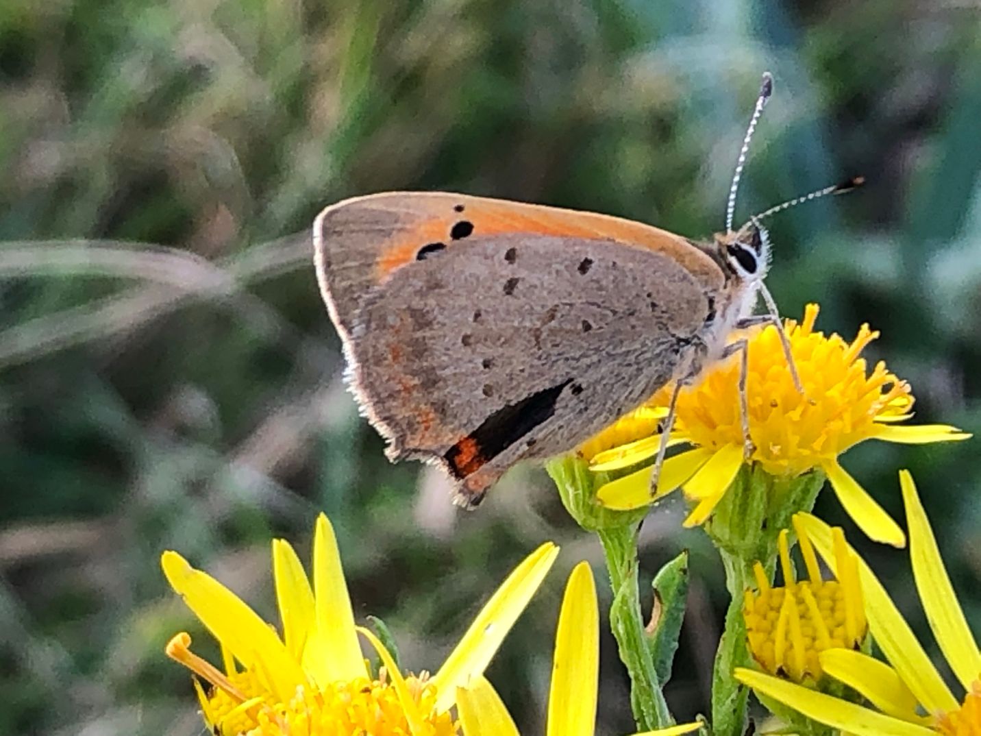 Small Copper - Malcolm Hull Small Copper - Malcolm Hull