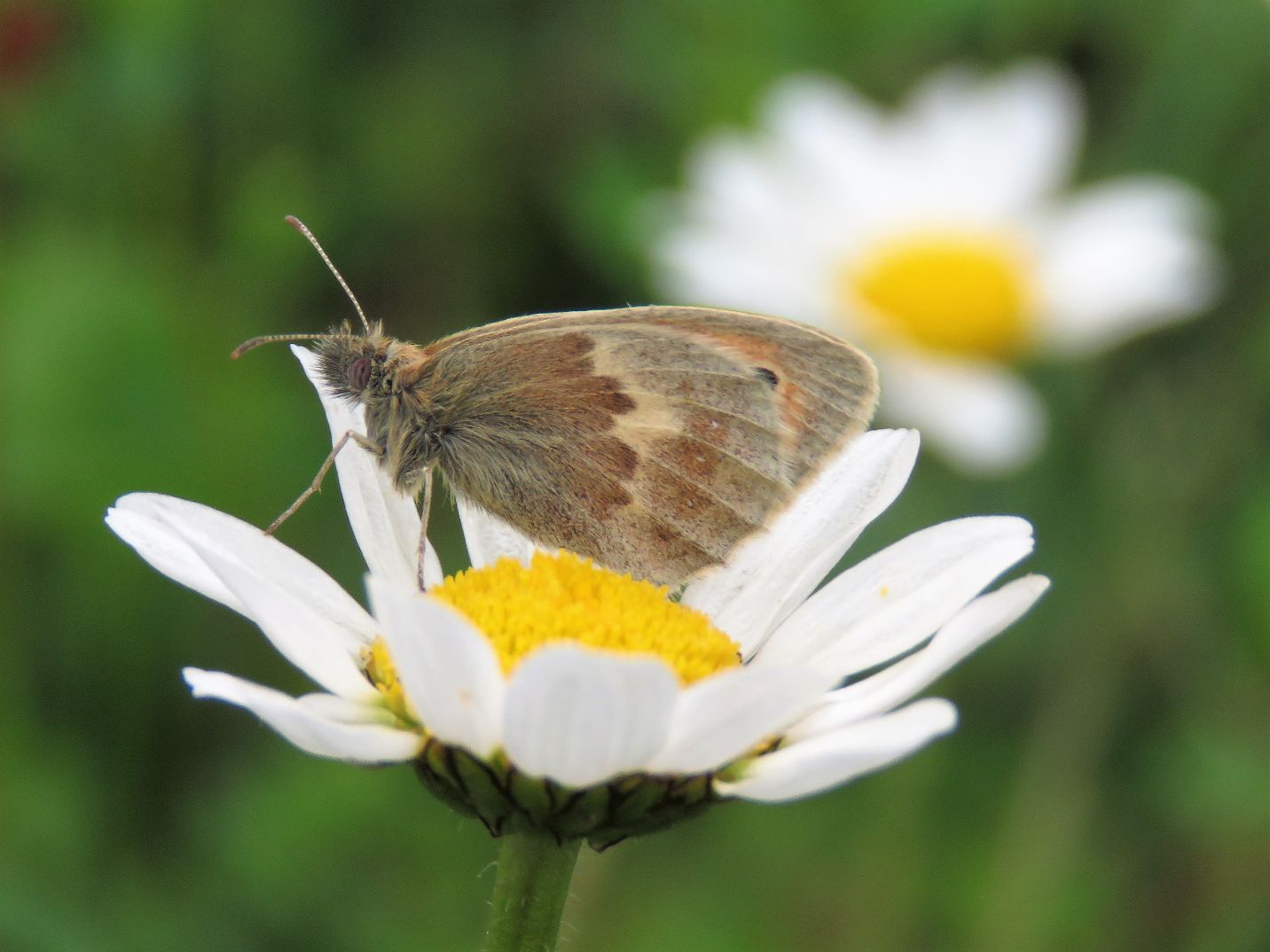 Small Heath - Chris Barnes Small Heath - Chris Barnes