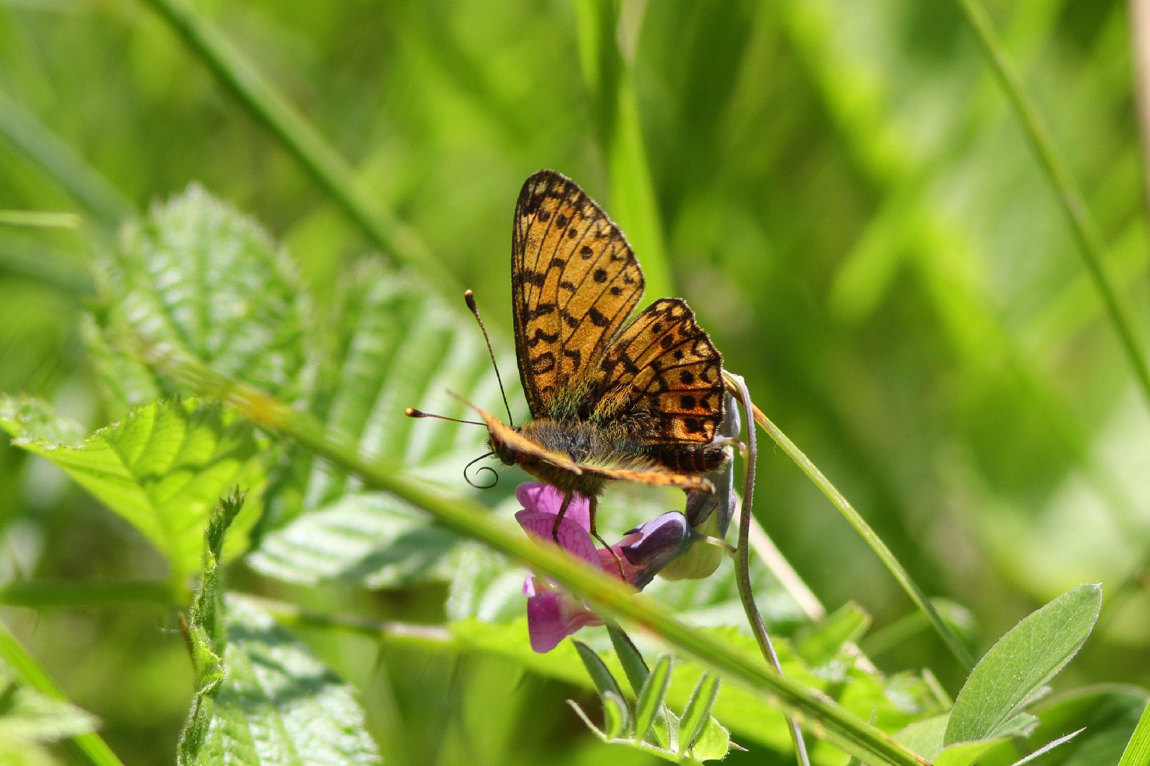 Small Pearl-bordered Fritillary - Haydn Matthews Small Pearl-bordered Fritillary - Haydn Matthews