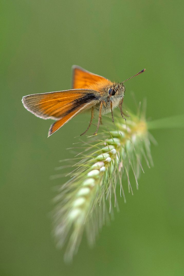 Small Skipper - Bob Clift Small Skipper - Bob Clift