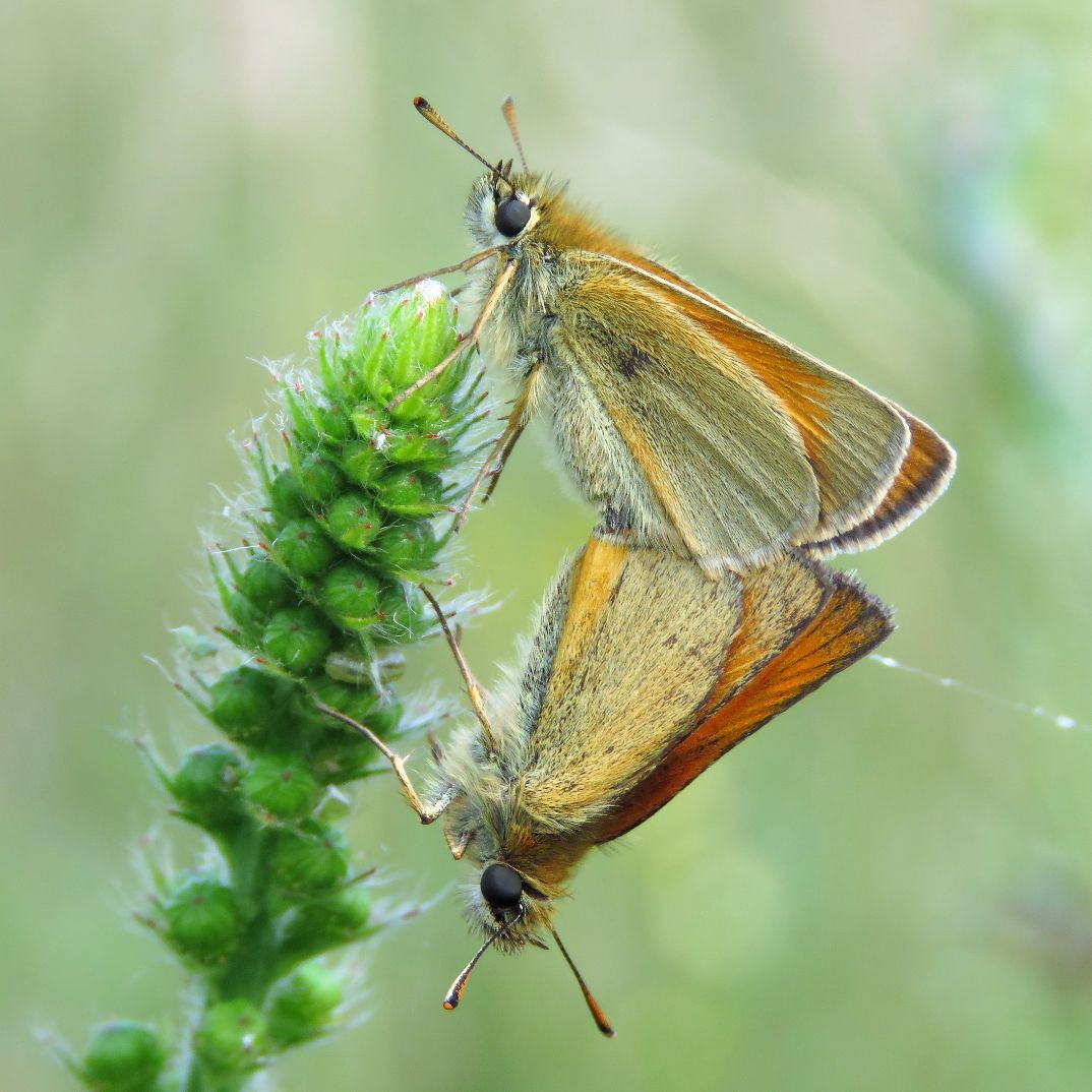 Small Skipper pair - Chris Barnes Small Skipper pair - Chris Barnes