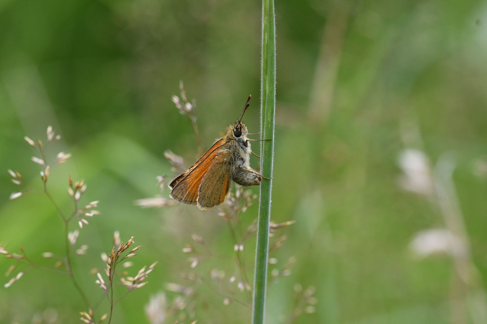 Small Skipper ovipositing - Matt Lilley Small Skipper ovipositing - Matt Lilley