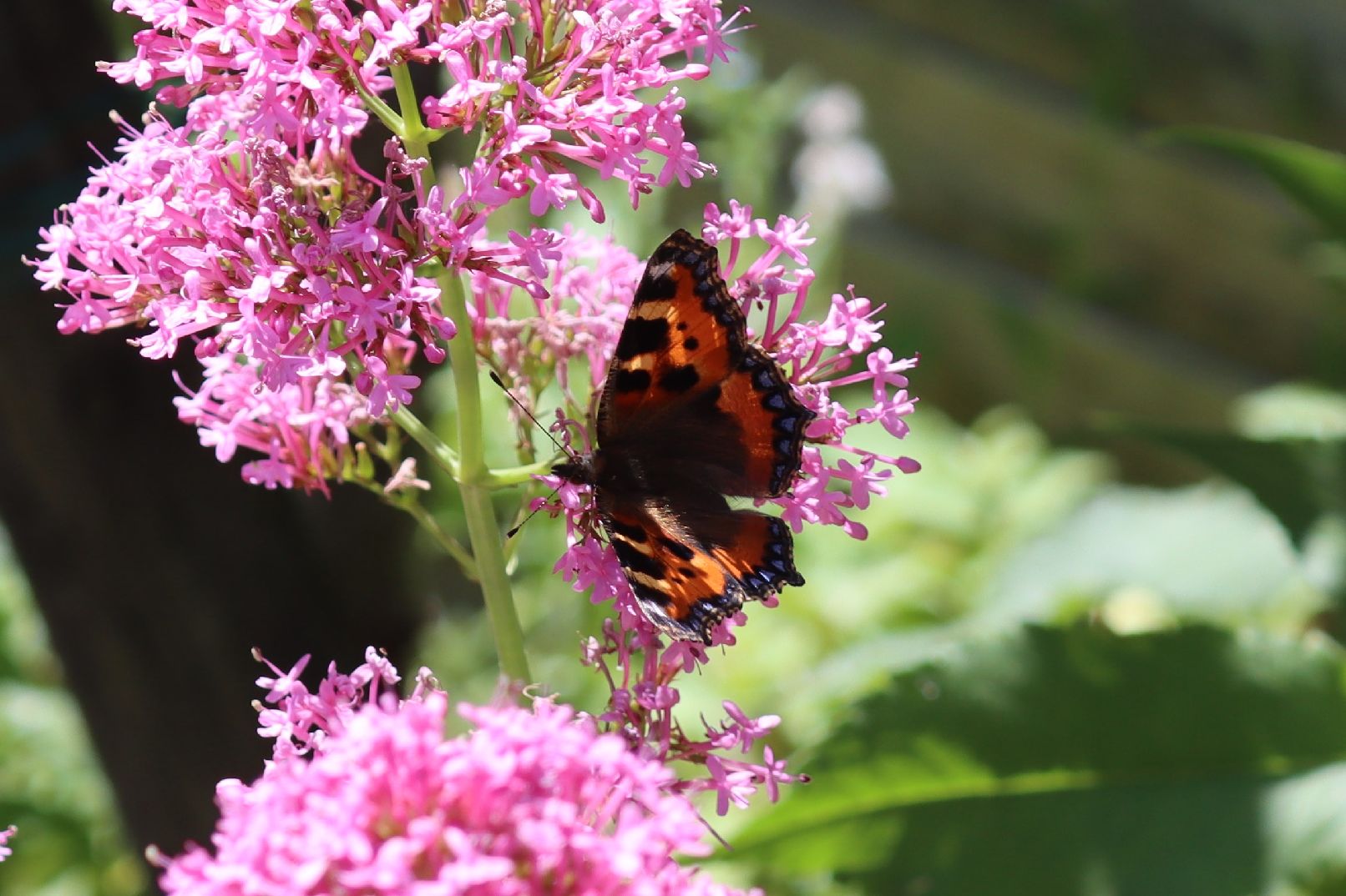 Small Tortoiseshell - Martin Taylor Small Tortoiseshell - Martin Taylor