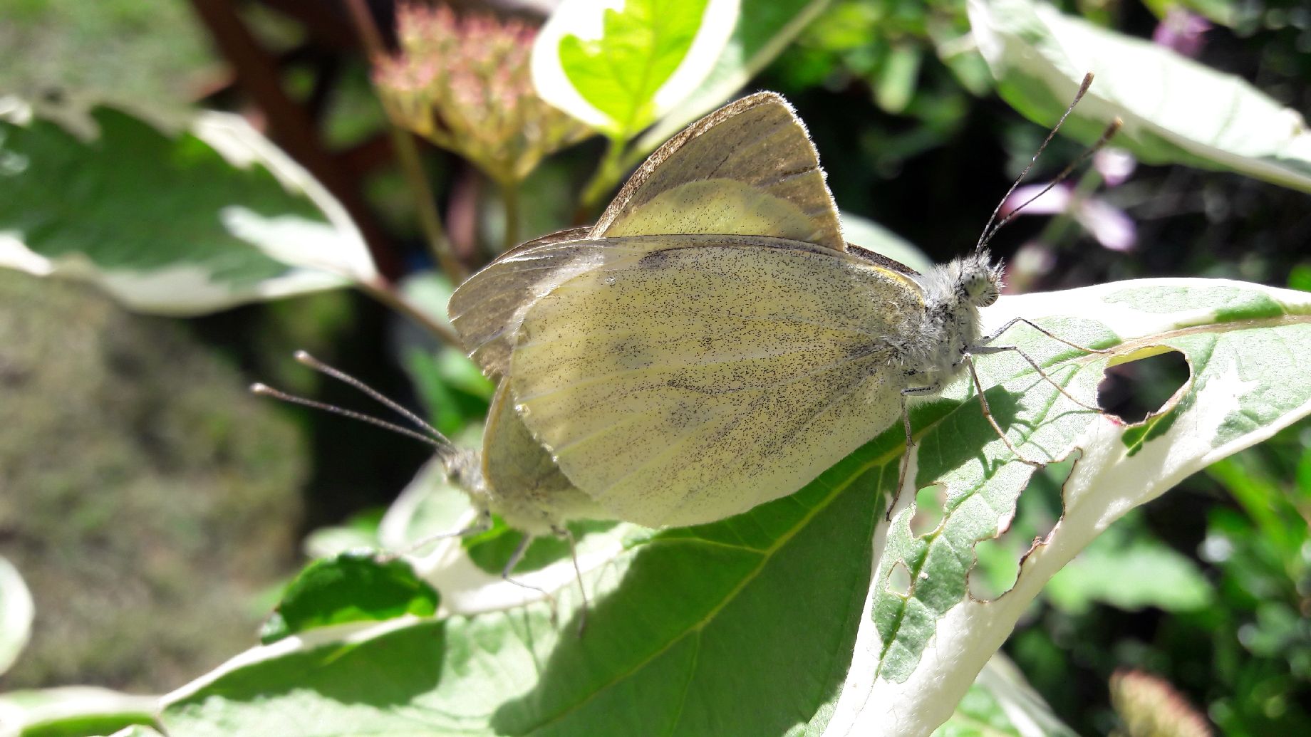Small Whites mating - Lucy Claxton Small Whites mating - Lucy Claxton