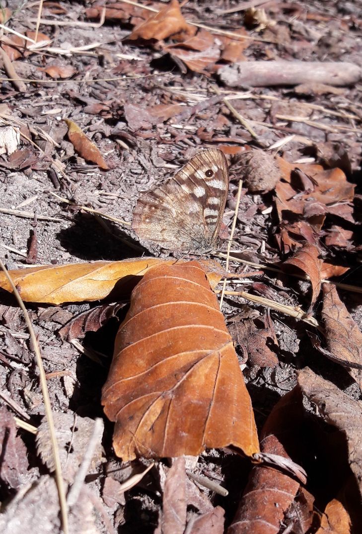 Speckled Wood - Lucy Claxton Speckled Wood - Lucy Claxton