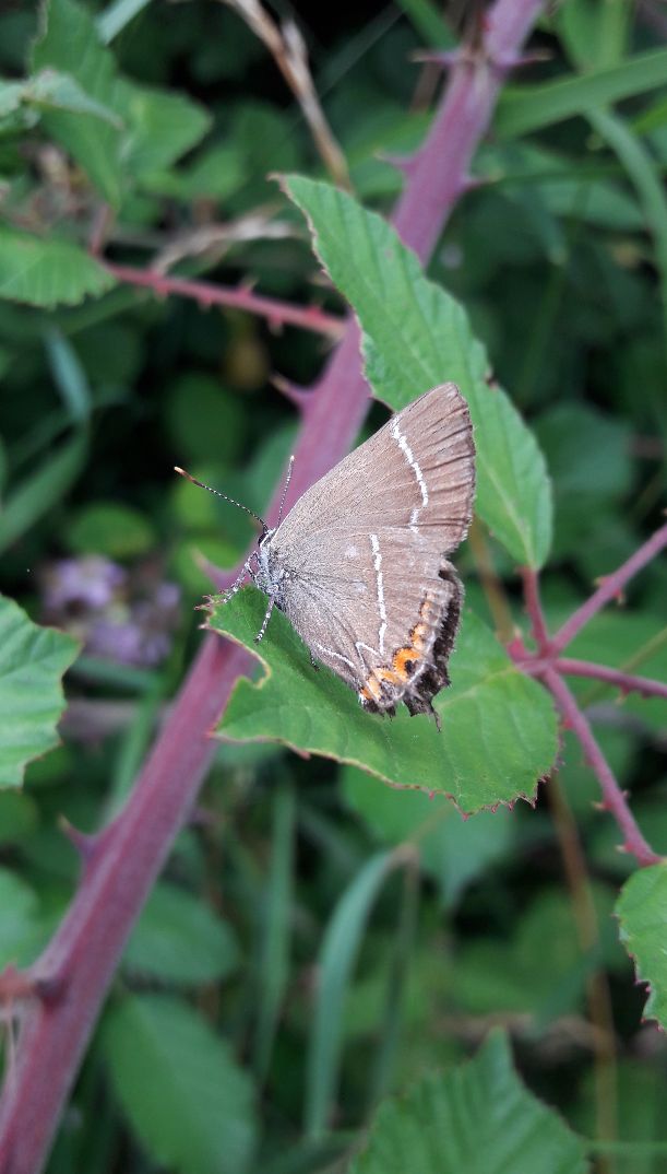 White-letter Hairstreak - Lucy Claxton White-letter Hairstreak - Lucy Claxton