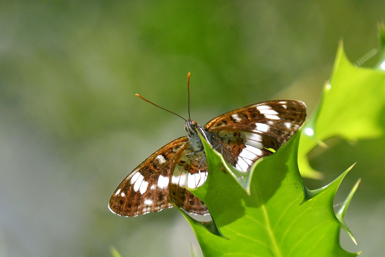 White Admiral - Matt Lilley White Admiral - Matt Lilley