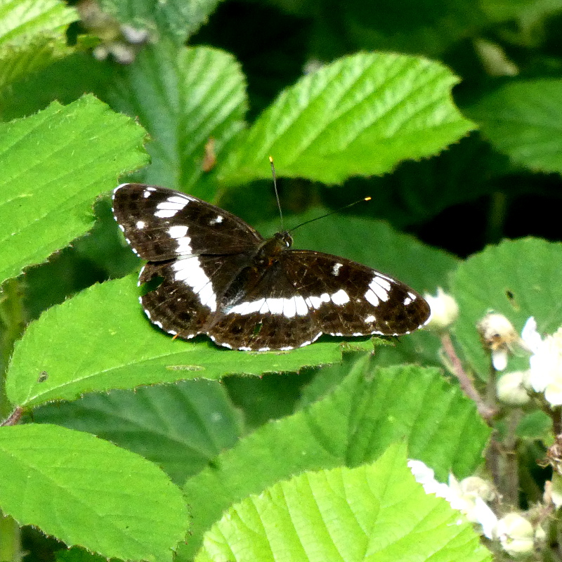 White Admiral - Peter Clarke White Admiral - Peter Clarke