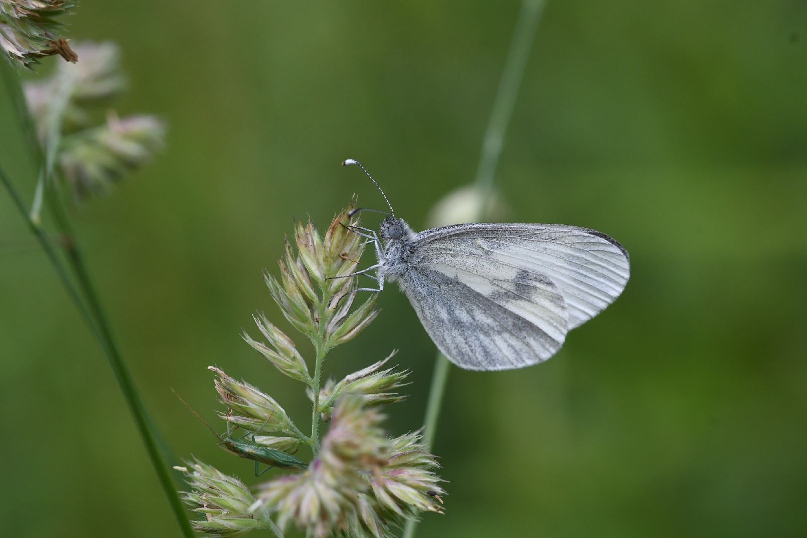 Wood White - Matt Lilley Wood White - Matt Lilley