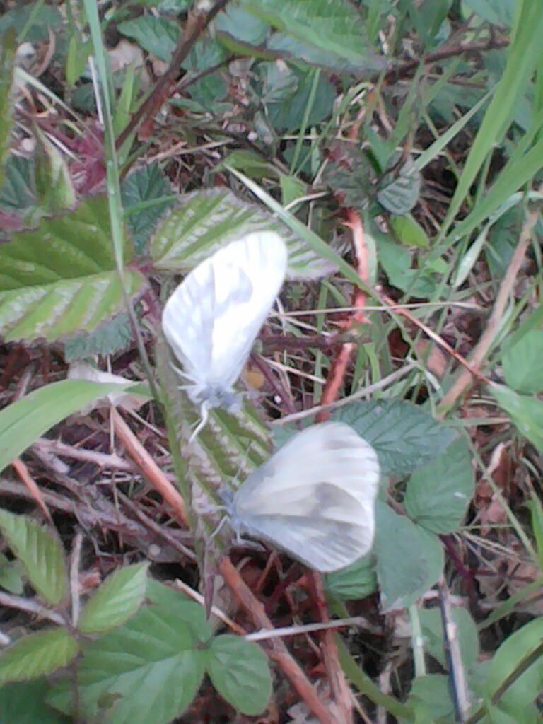 Wood White pair - Paul Busby Wood White pair - Paul Busby